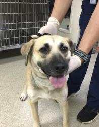 Shelter Stray Female Dog last seen LAKEVIEW AVE/ PEDLEY RD JURUPA VALLEY CA 925098432 LAKEVIEW AVE, JURUPA VALLEY, CA 92509, 6851 Van Buren Boulevard, Jurupa Valley, CA 92509, USA