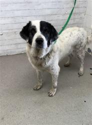 Shelter Stray Female Dog last seen Near BLOCK MANGO, 333 Chandler Pl, San Bernardino, CA 92408, USA