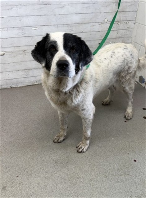 Shelter Stray Female Dog last seen Near BLOCK MANGO, 333 Chandler Pl, San Bernardino, CA 92408, USA