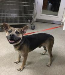 Shelter Stray Male Dog last seen LAKEVIEW AVE/ PEDLEY RD JURUPA VALLEY CA 925098432 LAKEVIEW AVE, JURUPA VALLEY, CA 92509, 6851 Van Buren Boulevard, Jurupa Valley, CA 92509, USA