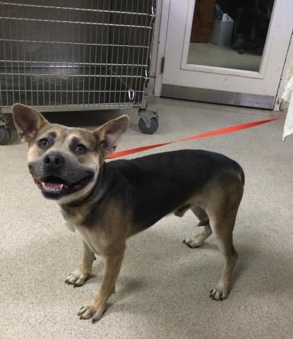 Shelter Stray Male Dog last seen LAKEVIEW AVE/ PEDLEY RD JURUPA VALLEY CA 925098432 LAKEVIEW AVE, JURUPA VALLEY, CA 92509, 6851 Van Buren Boulevard, Jurupa Valley, CA 92509, USA