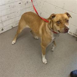 Shelter Stray Female Dog last seen Near BLOCK MANGO, 333 Chandler Pl, San Bernardino, CA 92408, USA