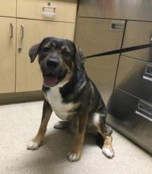 Shelter Stray Male Dog last seen LAKEVIEW AVE/ PEDLEY RD, JURUPA VALLEY CA 925098432 LAKEVIEW AVE, JURUPA VALLEY, CA 92509, 6851 Van Buren Boulevard, Jurupa Valley, CA 92509, USA