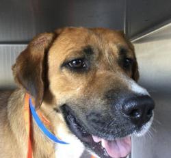 Shelter Stray Male Dog last seen LAKEVIEW AVE/ PEDLEY RD JURUPA VALLEY CA 925098432 LAKEVIEW AVE, JURUPA VALLEY, CA 92509, 6851 Van Buren Boulevard, Jurupa Valley, CA 92509, USA