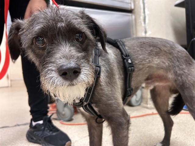 Shelter Stray Male Dog last seen RUSSELL/ BUSINESS WAY, RIVERSIDE CA, 6851 Van Buren Boulevard, Jurupa Valley, CA 92509, USA