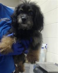 Shelter Stray Male Dog last seen Near BLOCK RAYCONDA RD, FAYETTEVILLE NC 28304, 4704 Corporation Dr, Fayetteville, NC 28306, USA