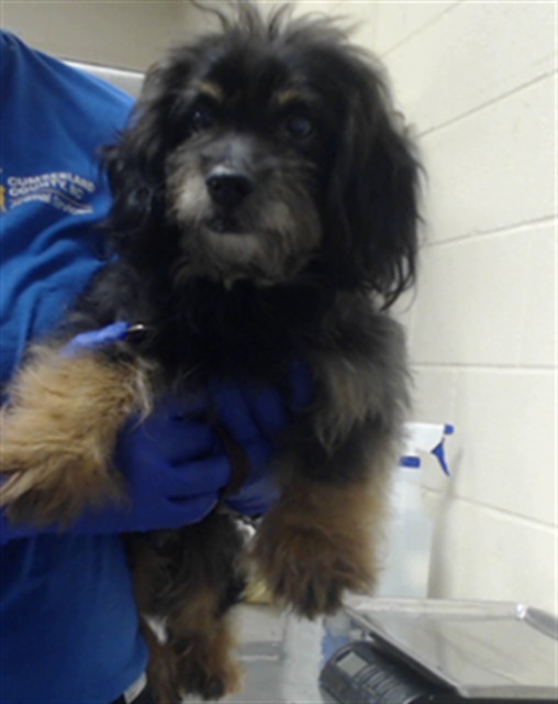 Shelter Stray Male Dog last seen Near BLOCK RAYCONDA RD, FAYETTEVILLE NC 28304, 4704 Corporation Dr, Fayetteville, NC 28306, USA