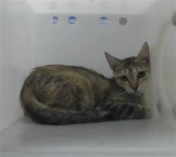 Shelter Stray Female Cat last seen Near BLOCK MCDOUGAL DR, FAYETTEVILLE NC 28304, 4704 Corporation Dr, Fayetteville, NC 28306, USA