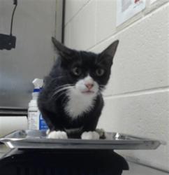 Shelter Stray Male Cat last seen Near BLOCK FAYETTE AVE, FAYETTEVILLE NC 28301, 4704 Corporation Dr, Fayetteville, NC 28306, USA