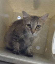 Shelter Stray Female Cat last seen Near BLOCK MCDOUGAL DR, FAYETTEVILLE NC 28304, 4704 Corporation Dr, Fayetteville, NC 28306, USA
