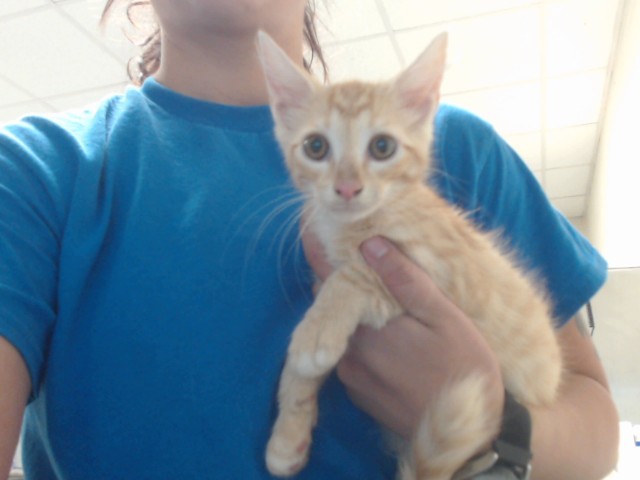 Shelter Stray Male Cat last seen Near BLOCK MCDOUGAL DR, FAYETTEVILLE NC 28304, 4704 Corporation Dr, Fayetteville, NC 28306, USA