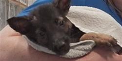Shelter Stray Female Dog last seen PATTON RD SW/BROYLES AVE, 4950 SW Triana Blvd, Huntsville, AL 35805, USA