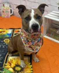 Shelter Stray Female Dog last seen Near BLOCK ROSEMARY AVE, DETROIT, MI 48213, 7401 Chrysler Dr, Detroit, MI 48211, USA