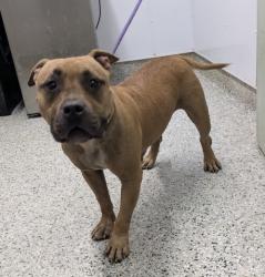 Shelter Stray Female Dog last seen Near BLOCK LINSDALE ST, DETROIT, MI 48204, 7401 Chrysler Dr, Detroit, MI 48211, USA