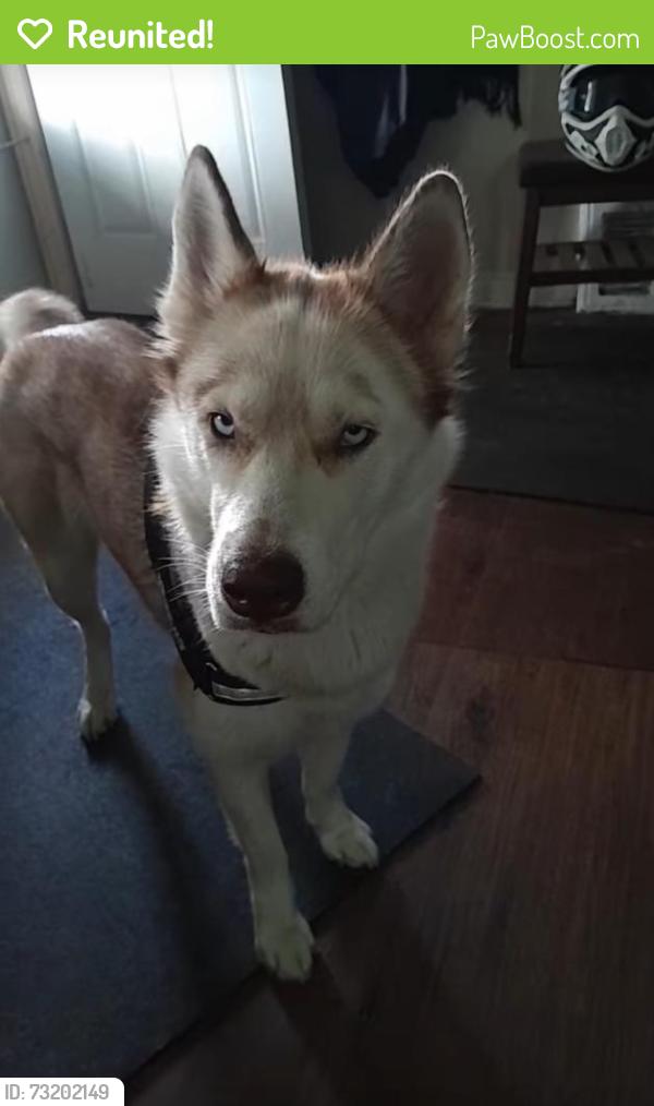 Reunited Female Dog last seen Lagrange and Sylvania, Toledo, OH 43612