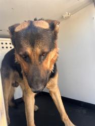 Shelter Stray Male Dog last seen Near BLK S KING ST, 201 S Mt Vernon Ave, Bakersfield, CA 93307, USA