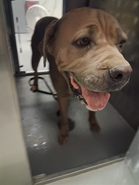 Shelter Stray Female Dog last seen LOWELL PARK, BAKERSFIELD, 201 S Mt Vernon Ave, Bakersfield, CA 93307, USA