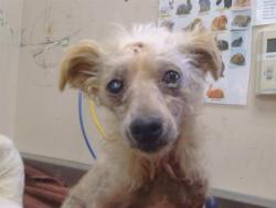Shelter Stray Male Dog last seen ARNO RD/ALTA MESA RD, 95693, 3839 Bradshaw Rd, Sacramento, CA 95827, USA