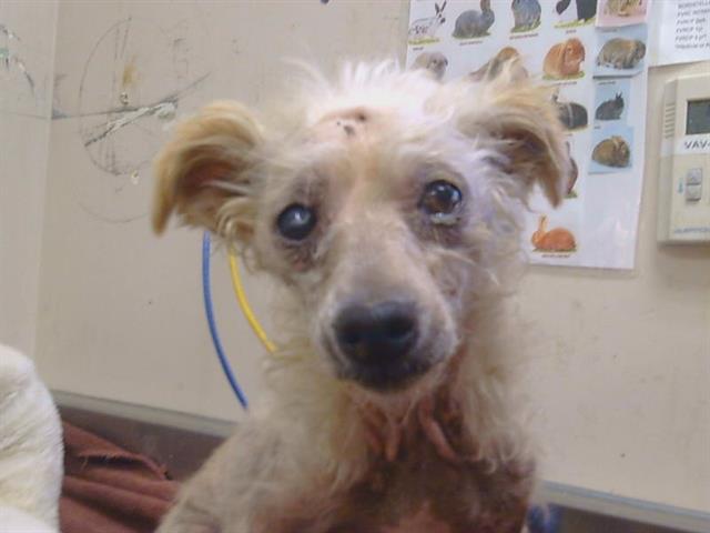 Shelter Stray Male Dog last seen ARNO RD/ALTA MESA RD, 95693, 3839 Bradshaw Rd, Sacramento, CA 95827, USA