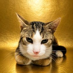 Shelter Stray Female Cat last seen Near BLOCK ARGYLE BUSINESS LOOP, 2020 Forest St, Jacksonville, FL 32204, USA