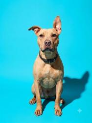 Shelter Stray Female Dog last seen Near BLOCK ALVIN RD, 2020 Forest St, Jacksonville, FL 32204, USA