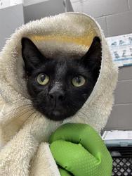 Shelter Stray Male Cat last seen Near, 2600 S Harding St, Indianapolis, IN 46221, USA