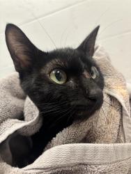 Shelter Stray Male Cat last seen Near, 2600 S Harding St, Indianapolis, IN 46221, USA