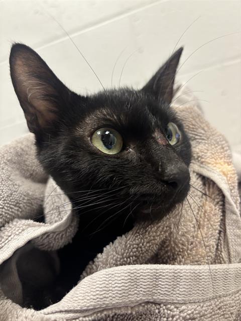 Shelter Stray Male Cat last seen Near, 2600 S Harding St, Indianapolis, IN 46221, USA