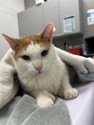 Shelter Stray Male Cat last seen Near, 2600 S Harding St, Indianapolis, IN 46221, USA