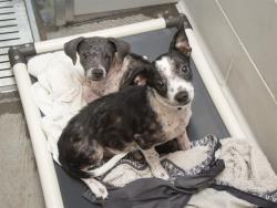 Shelter Stray Female Dog last seen RAINBOW RD AND CHANDLER HEIGHTS, 5501 E Van Buren St, Phoenix, AZ 85008, USA