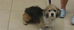 Shelter Stray Female Dog last seen Near BLOCK LOMA AVE, 19640 Dogpatch Ln, Land O' Lakes, FL 34638, USA