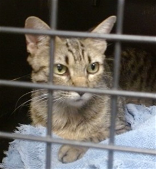 Shelter Stray Female Cat last seen Near BLOCK DEL RD, 2811 SE 29th St, Oklahoma City, OK 73129, USA