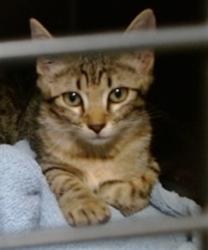 Shelter Stray Male Cat last seen Near BLOCK DEL RD, 2811 SE 29th St, Oklahoma City, OK 73129, USA