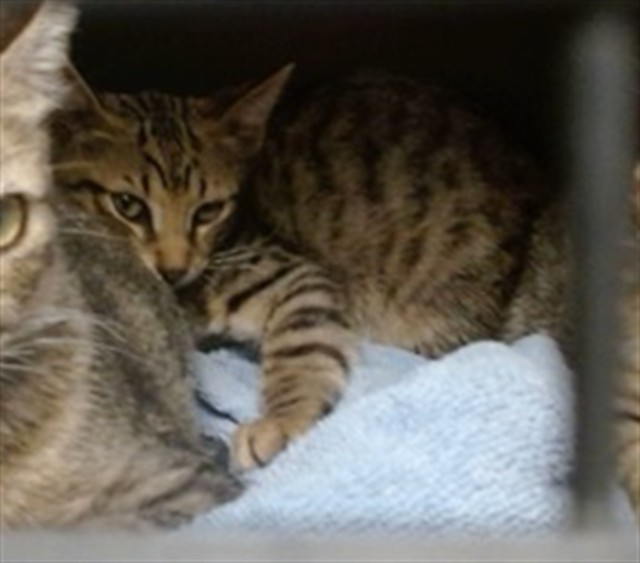 Shelter Stray Female Cat last seen Near BLOCK DEL RD, 2811 SE 29th St, Oklahoma City, OK 73129, USA