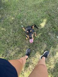 Found/Stray Female Dog last seen Southern ave and 21st, Beech Grove, IN 46107