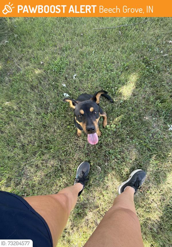 Found/Stray Female Dog last seen Southern ave and 21st, Beech Grove, IN 46107