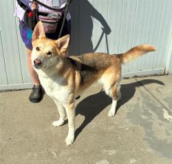 Shelter Stray Female Dog last seen Near BLOCK NEW LAGRANGE RD, 3528 Newburg Rd, Louisville, KY 40218, USA