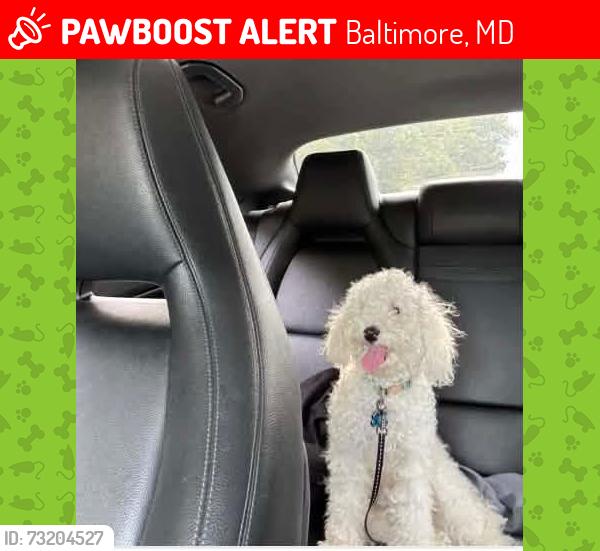 Lost Male Dog last seen Leith walk elementary school mercy high school, Baltimore, MD 21239