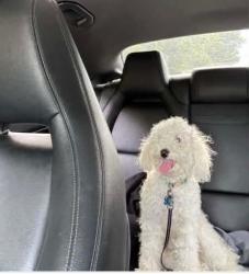 Lost Male Dog last seen Leith walk elementary school mercy high school, Baltimore, MD 21239