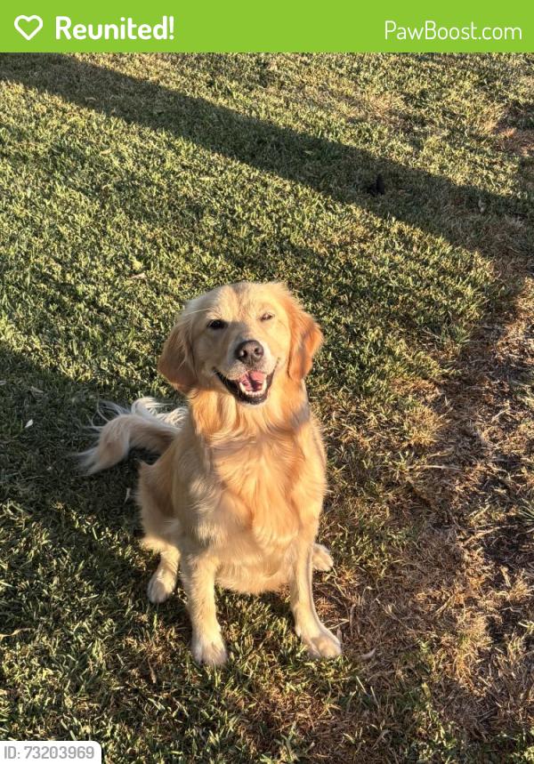 Reunited Female Dog last seen multnomah ave, Los Angeles, CA 90032
