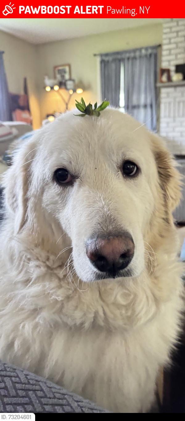 Lost Female Dog last seen West Dover rd, Pawling ny, Pawling, NY 12564