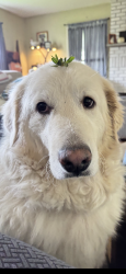 Lost Female Dog last seen West Dover rd, Pawling ny, Pawling, NY 12564