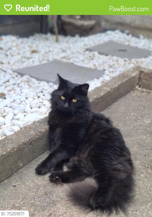 Reunited Male Cat last seen e10 5rh, 17 St George's Rd, London NW11 0LU, UK, Greater London, England NW11 0LU