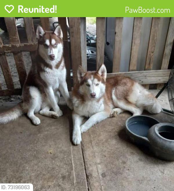 Reunited Male Dog last seen Nothline, Houston, TX 77037