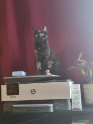 Lost Female Cat last seen Near fern st sw, Olympia, WA 98502