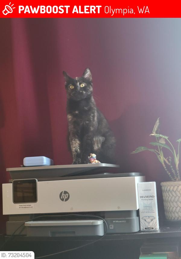 Lost Female Cat last seen Near fern st sw, Olympia, WA 98502