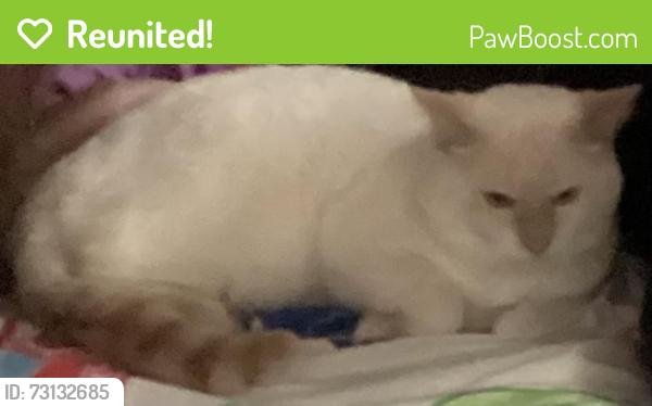 Reunited Male Cat last seen M13 and parkside ct, Saginaw, MI 48601
