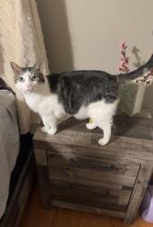 Reunited Male Cat last seen Briar St, Roeland Park, KS 66205, USA, Roeland Park, KS 66205