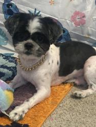 Lost Male Dog last seen Hazel and Arlington, Saint Paul, MN 55119