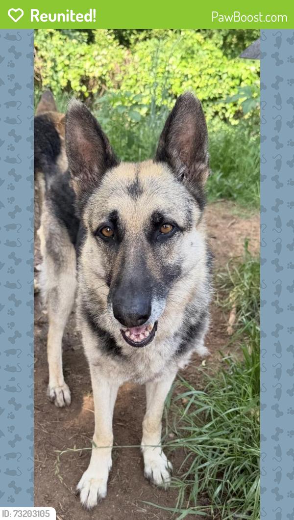 Reunited Female Dog last seen Burnett Ferry Rd, Rome, GA 30165